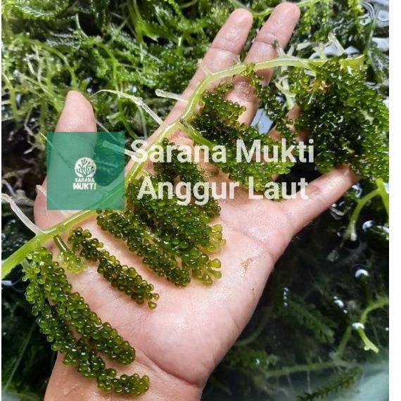 

➙pz Produk Keren➙ Anggur laut/ Green Caviar/ Latoh/ Lawi lawi/ Sea Grapes (Caulerpa Sp.) 54 ➙