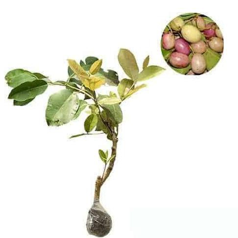 Bibit Buah Jamblang Putih Juwet Putih Duwet Bibit Jamblang Putih Oflor33 Ayo Beli