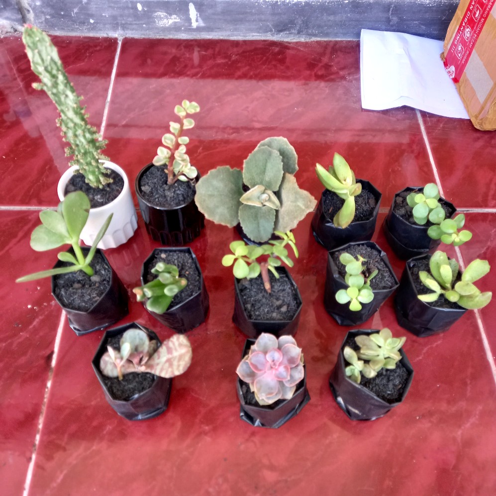 Kaktus Opuntia Vulgaris Variegata