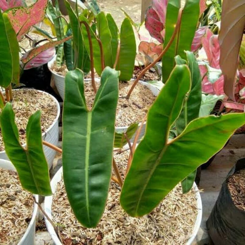 Tanaman hias pihlo kabel busi Asli kabel busi