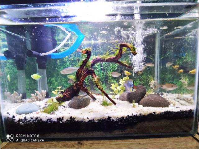 Aquarium Aquascape Jadi Kolam Ikan Hias Free Kirim Hiasan Keluarga Aquarium Bagus Cantik Shopee Indonesia