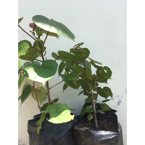 bibit / bahan bonsai waru taiwan