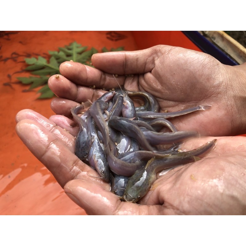 

Bibitlelesangkuriang