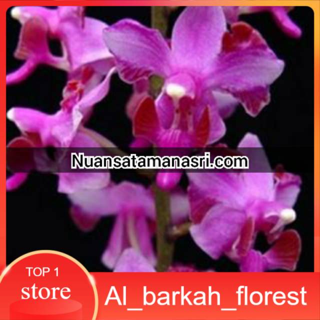 Anggrek doritis pulcherima ukuran remaja