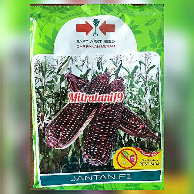 BIBIT BENIH TANAMAN JAGUNG UNGU PULUT KETAN JANTAN 250 GRAM CAP PANAH MERAH