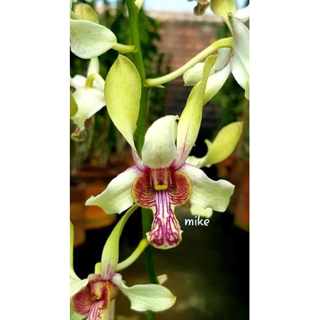 dendrobium maluku indah