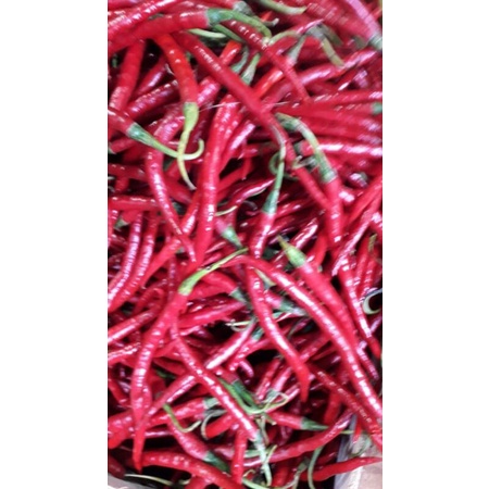 

cabe merah kriting 500grm