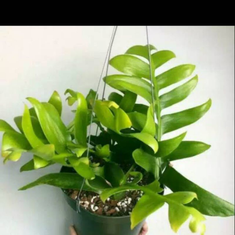 Tanaman gantung wijaya kusuma keris / wijaya kusuma keris / wijaya kusuma gergaji