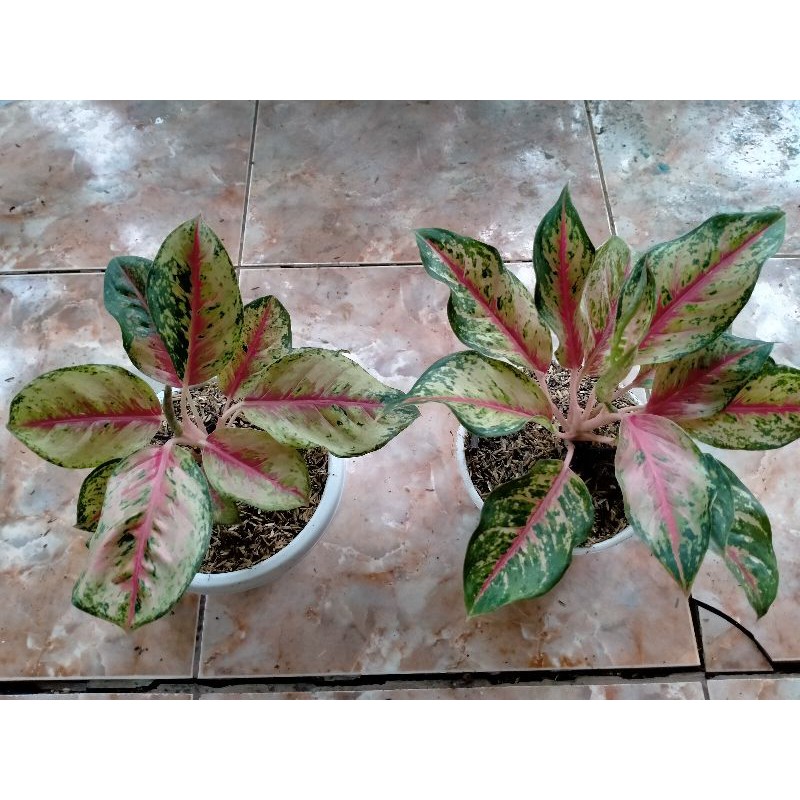 Aglonema sweet dream