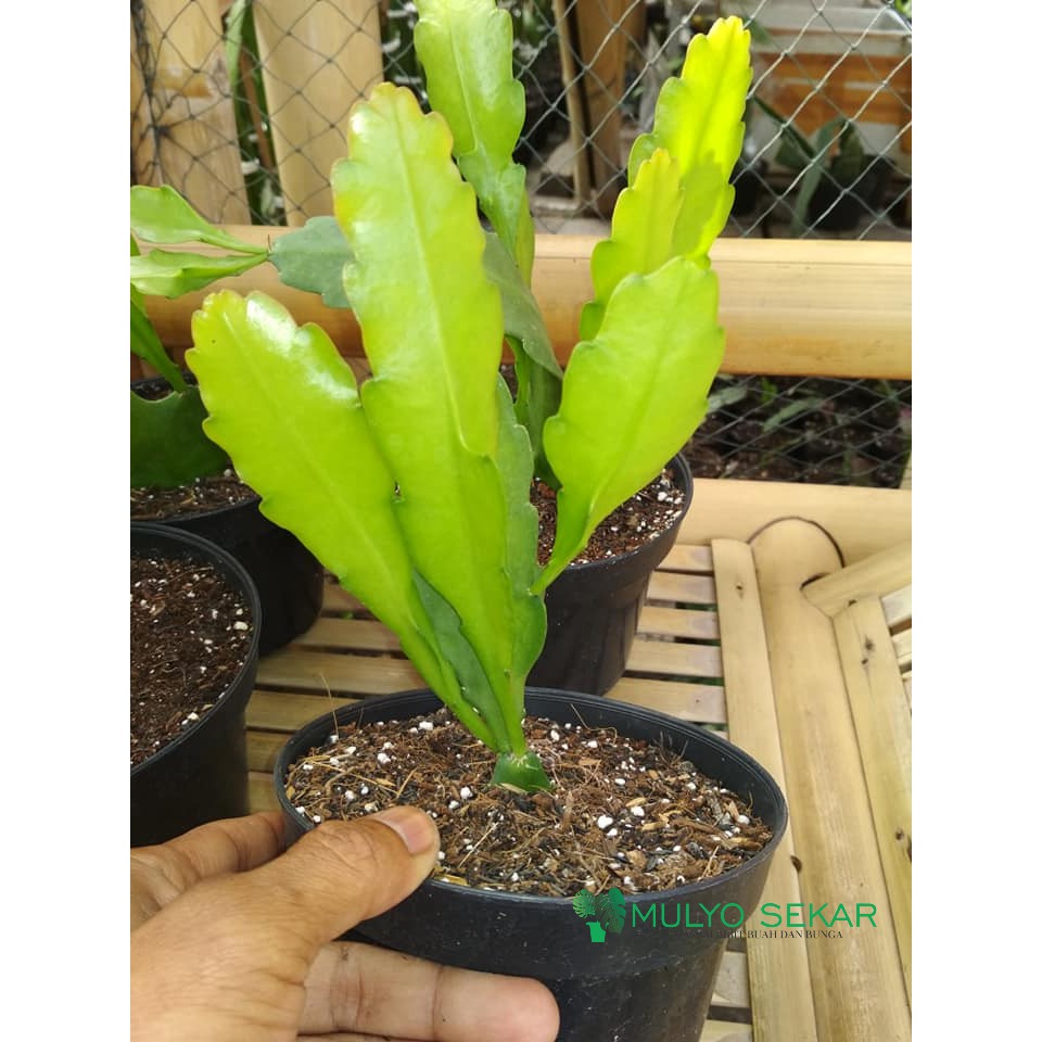 Wijaya Kusuma Kuning Fruhlings Gold Epiphyllum Bibit Tanaman Bunga