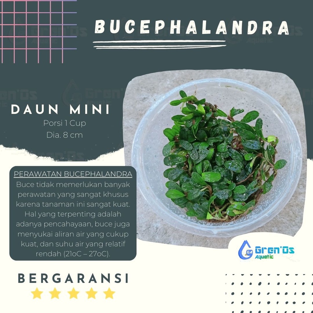 BucePhalandra Buce Phalandra Palandra Mini Per Cup Tanaman Tumbuhan Bonsai Aquascape Coin Aquarium A