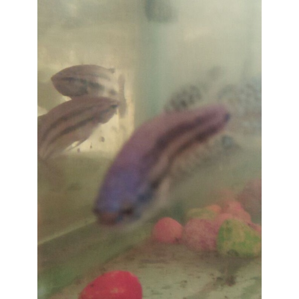 cupang wild betta paket 6 ekor mahachai