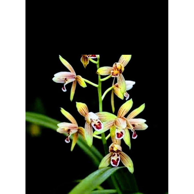 Anggrek Cymbidium Ensifolium