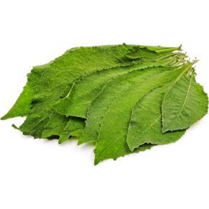 

500gr Daun Sembung Fresh