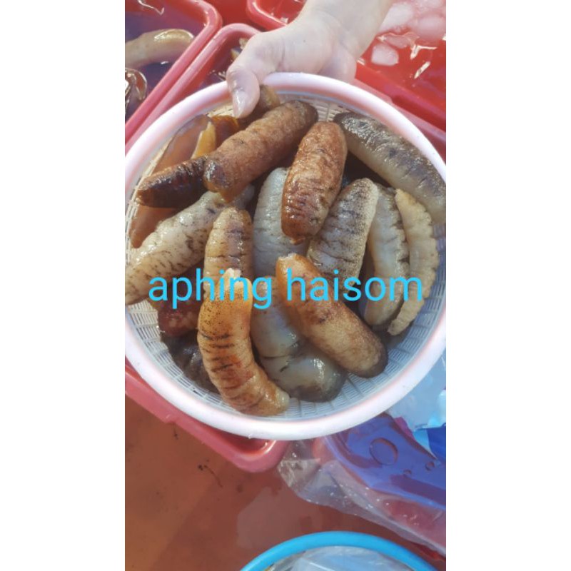 

haisom belitung