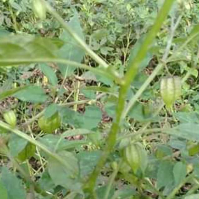 Daun Ciplukan /Cecenet Segar