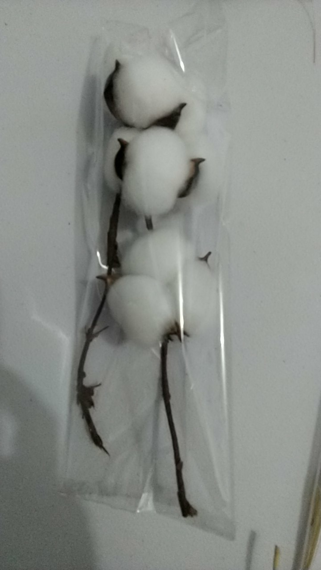 Dried Cotton Bunga Kapuk Bunga Kapas Kering