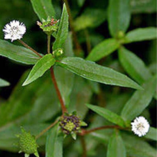 

Daun urang aring 500gr fres