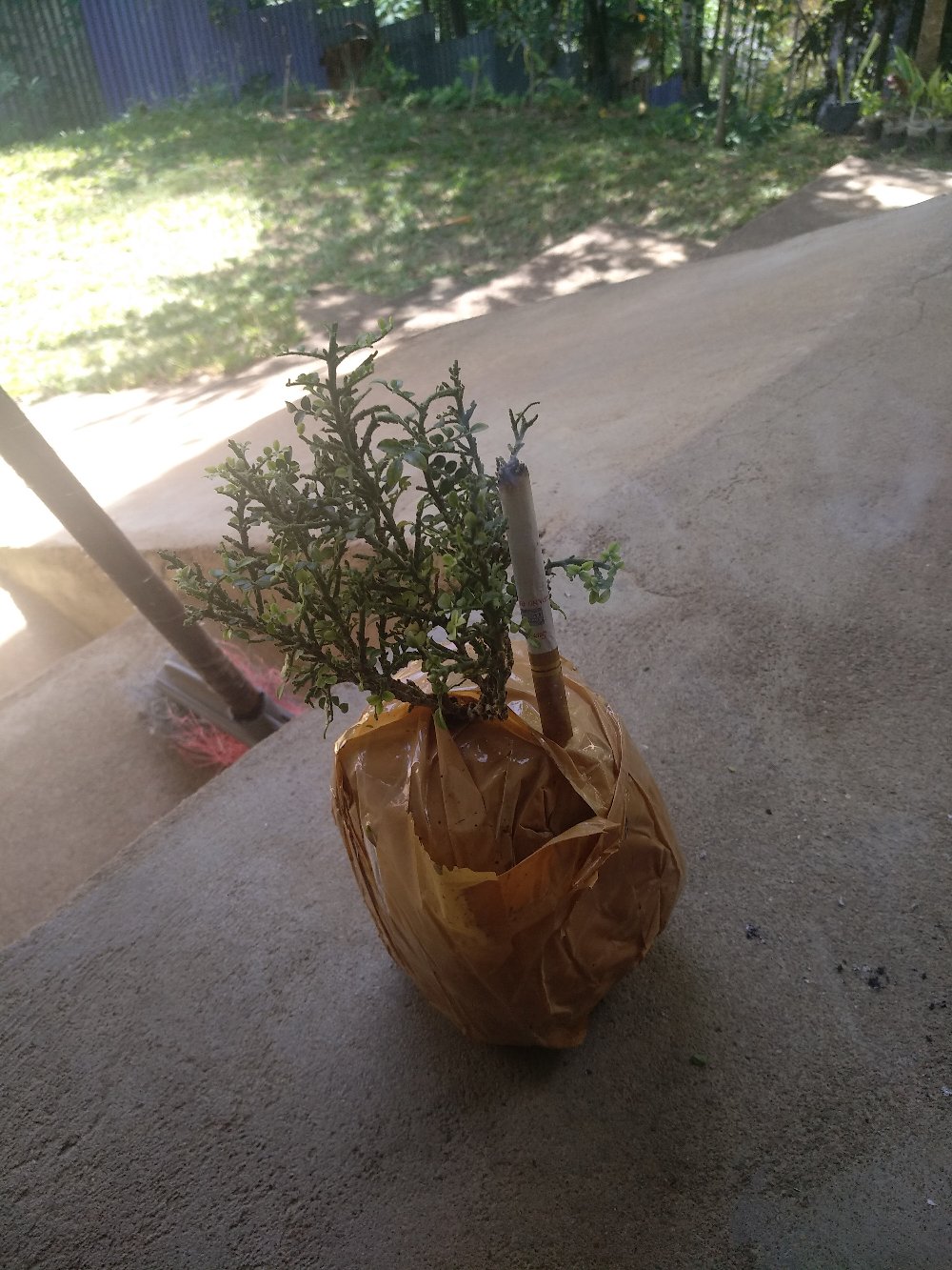 Tanaman Bonsai Kemuning Super Micro