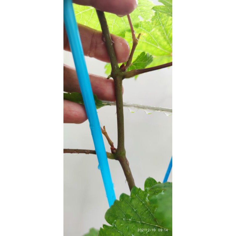 entres anggur import trans transfigurasi transfiguration