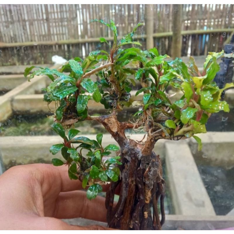 Bonsai Buce aquascape