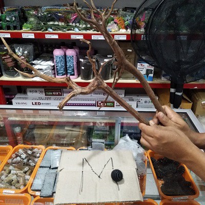 Kayu Akar Rasamala Aquascape Size M Dekorasi Hiasan untuk Aquarium 1pc