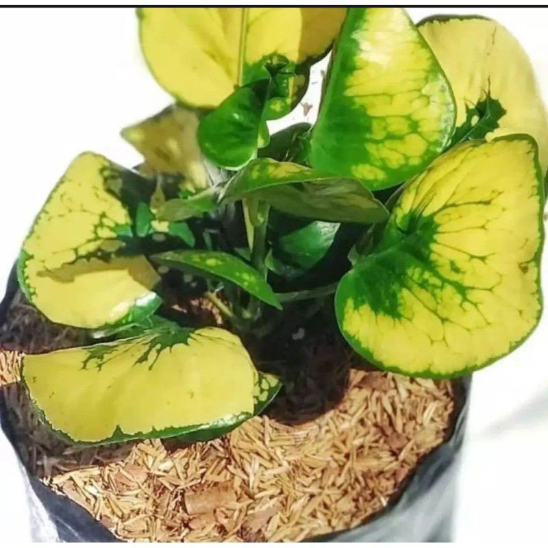 tanaman hias puring apel/puring apel