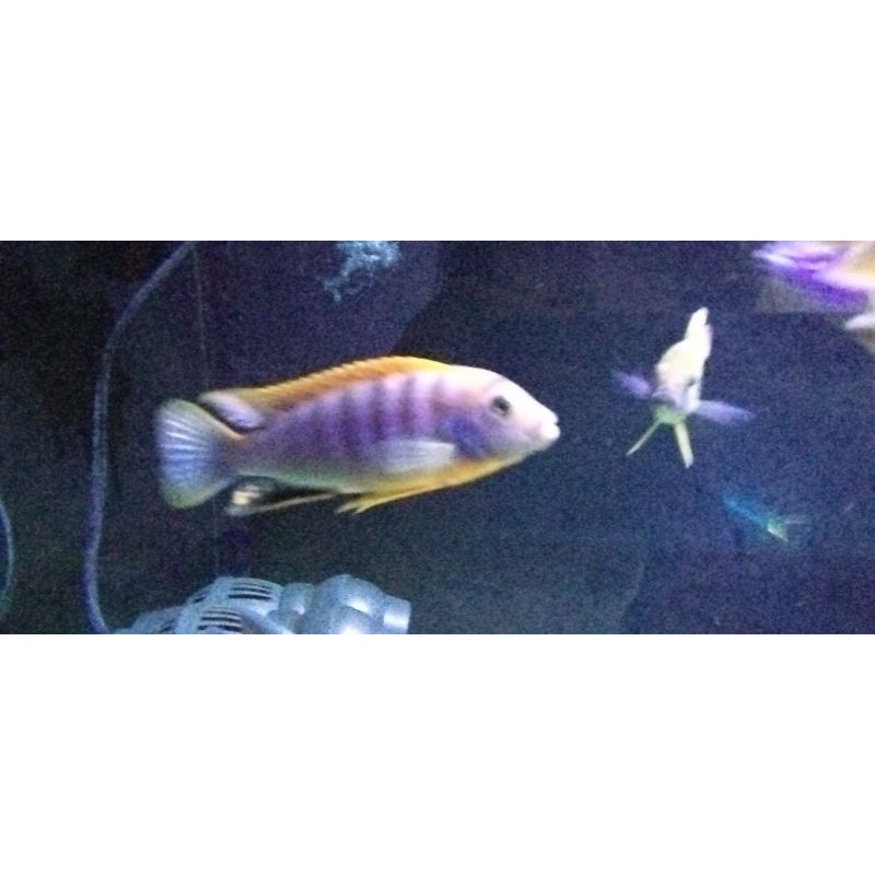 Cichlid Hongi Red Top Hongi 11 cm