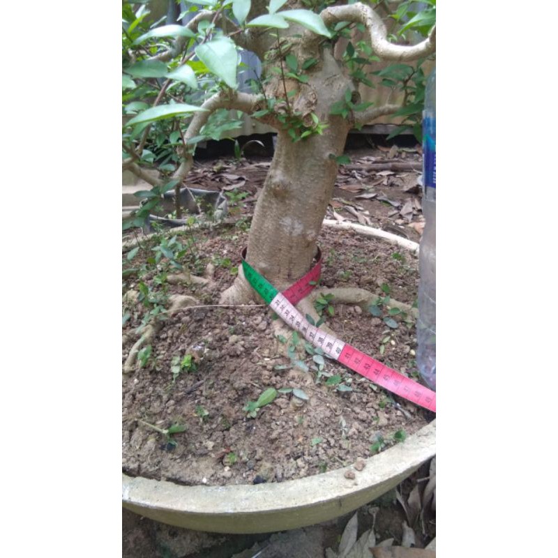 bahan Bonsai Anting Putri akar keliling batang besar xxl