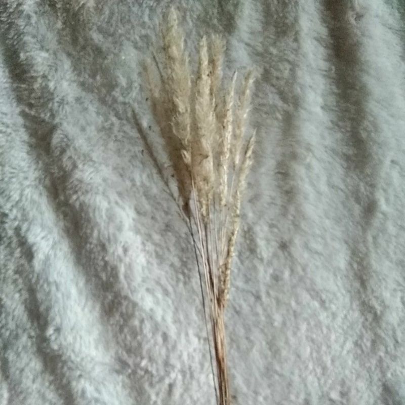 Bunga alang alang kering