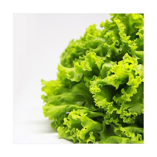 Jual Selada air salada bokor | Shopee Indonesia
