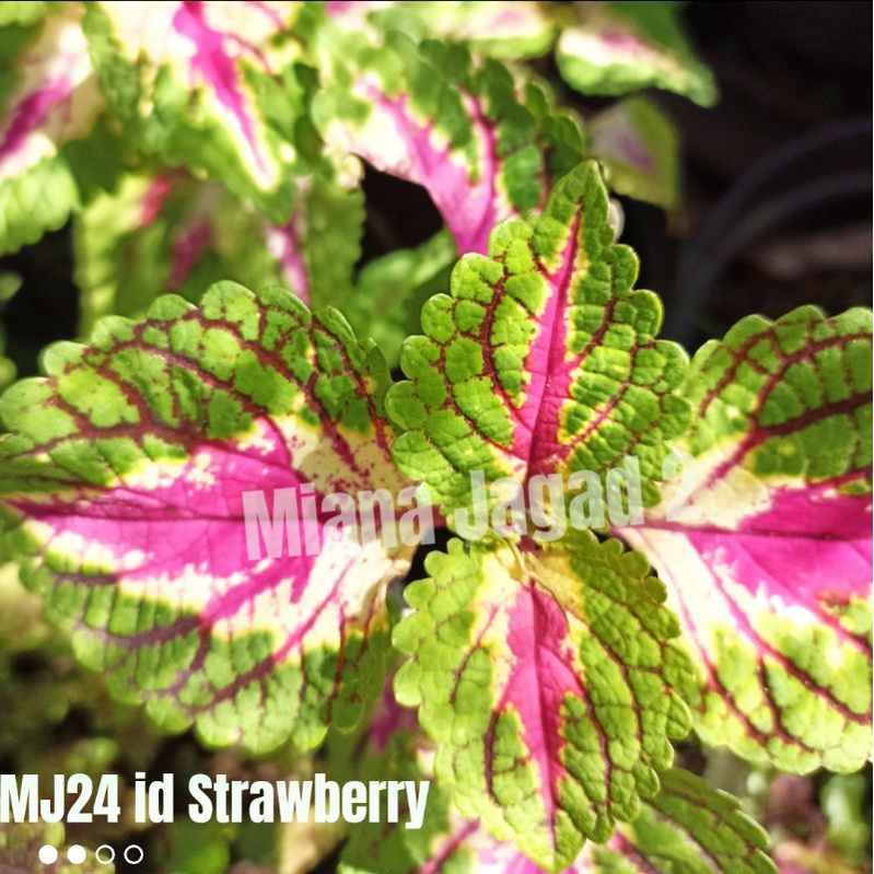 Miana Premium/id Strawberry/Stek batang/Coleus
