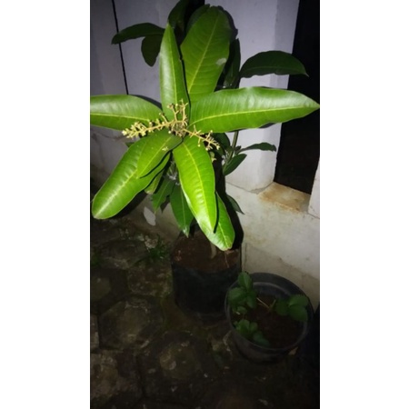 BIBIT MANGGA MANALAGI JUMBO SUDAH BERBUNGA LEBAT (okulasi)