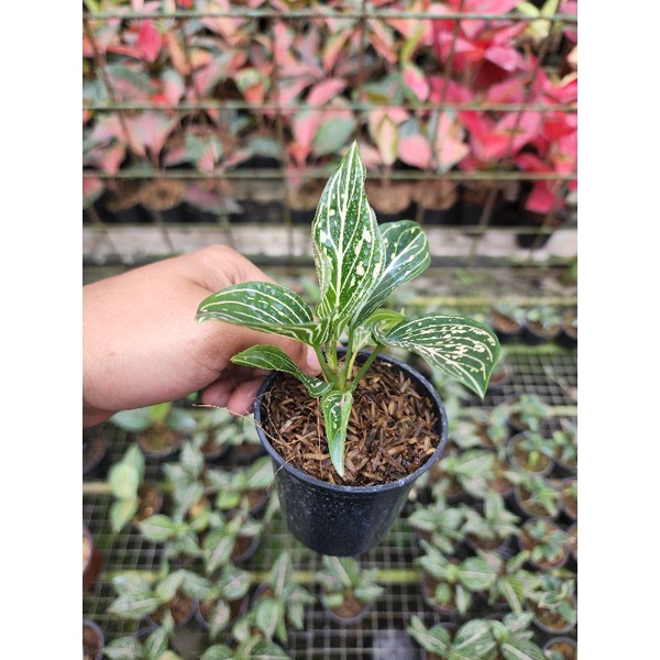 AGLONEMA SITI NURBAYA