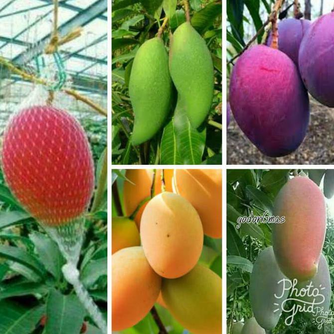 KW1 BIBIT MANGGA 2 JENIS ASLI