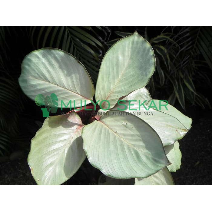 Tanaman hias daun Calathea Silver Plate / Kalatea / Calatea indoor