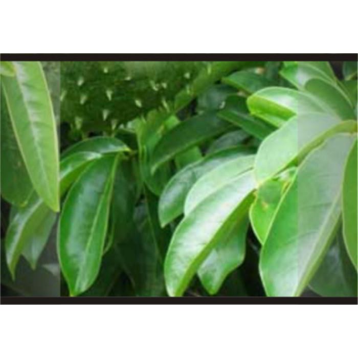 

Daun Sirsak / Obat Kanker / Herbal / Tumor
