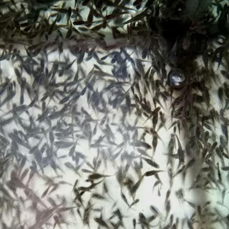 IKAN CERE SAWAH PAKAN PREDATOR 1 BAL