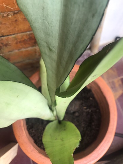 Sensivera Moonshine-tanaman Sensivera Moonshien