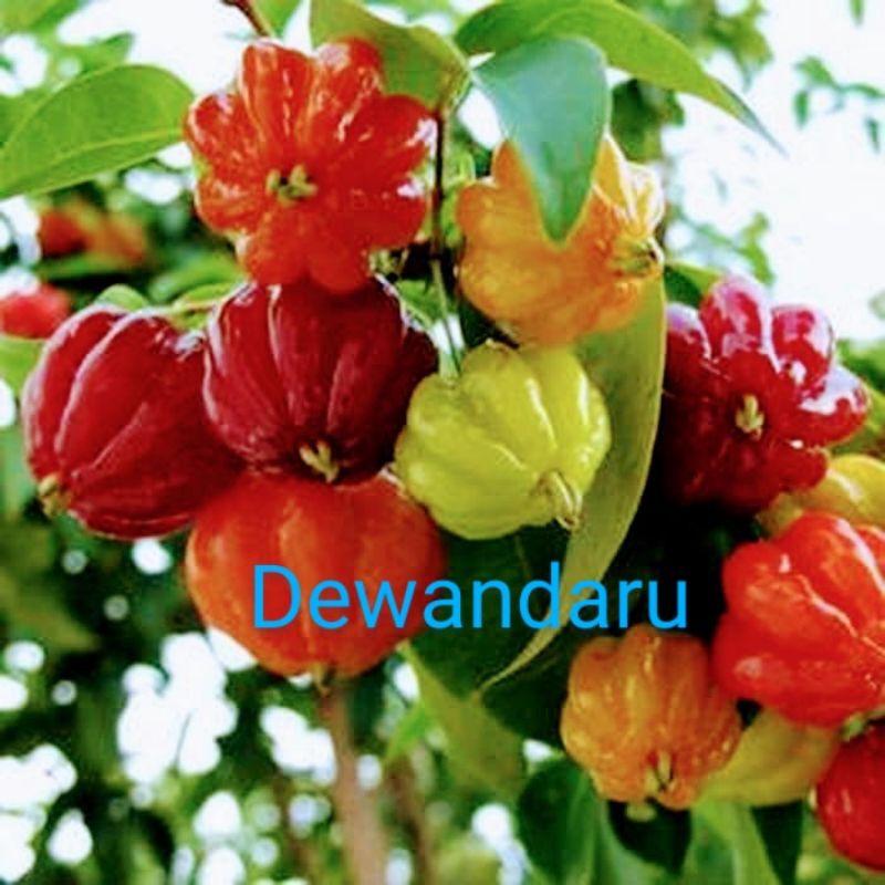 promo dewandaru (Cermai Belanda)
