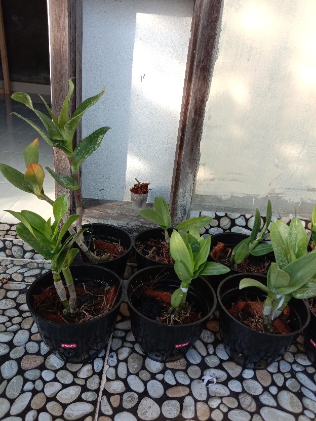 Anggrek Dendrobium Popaye