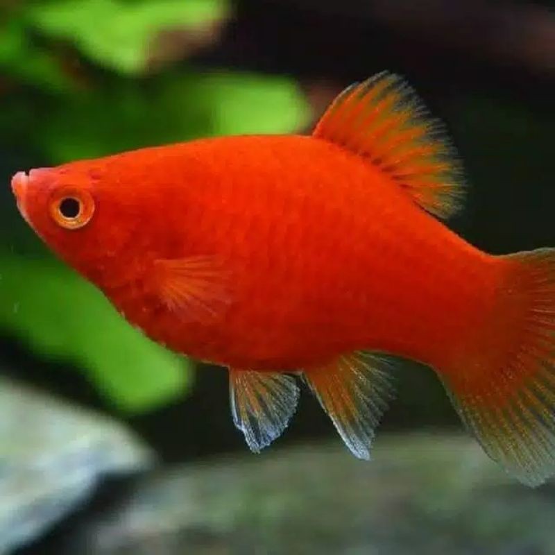 

ikan plati red coral