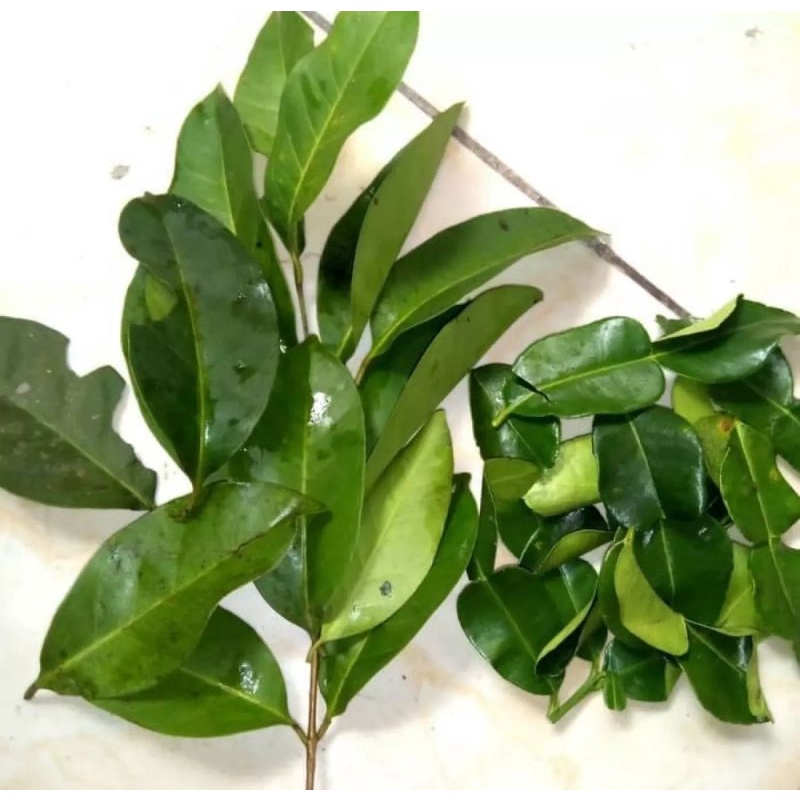 

daun salam pres di petik ketika orderan masuk 1KG