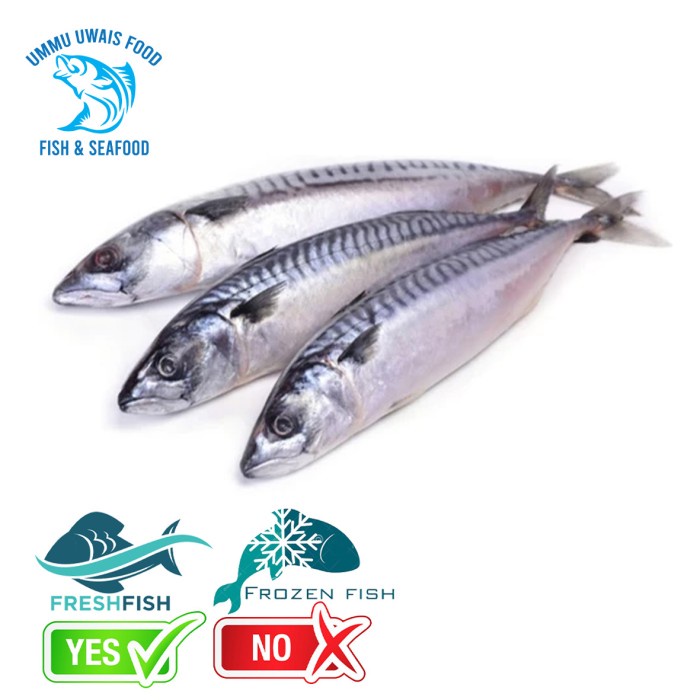 

Ikan Salem Segar Fresh Berkualitas - 1 Kilogram