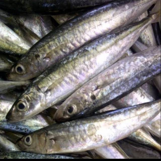 

Ikan Kembung Layang Segar Fresh Berkualitas