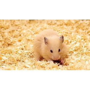 SERBUK KAYU HAMSTER SUGAR GLIDER HALUS SERBUK KAYU ALAS KANDANG BURUNG LANDAK MINI MARMUTMUT KELINCI-1