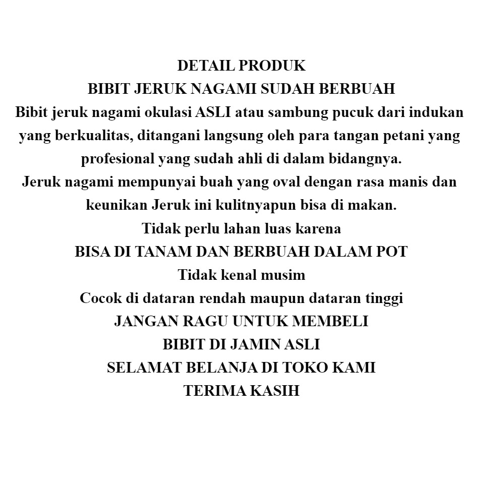 Bibit buah jeruk Nagami ASLI okulasi bibit tanaman unggul jeruk nagami ASLI termurah bibit jeruk nagami HASIL OKULASI