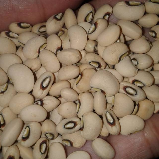 

Kacang Tolo / Kacang Tunggak Putih Premium 1000gr