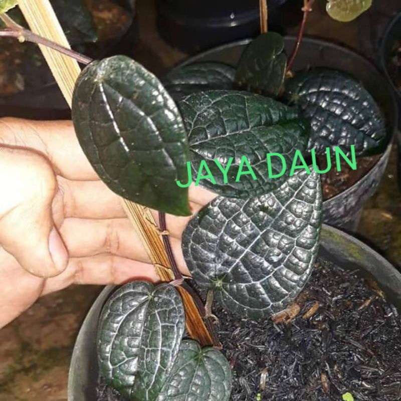 BIBIT TANAMAN HERBAL SIRIH HITAM ORIGINAL