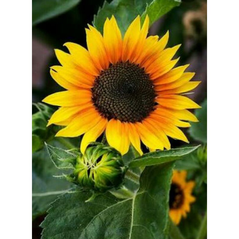 Biji benih bunga matahari